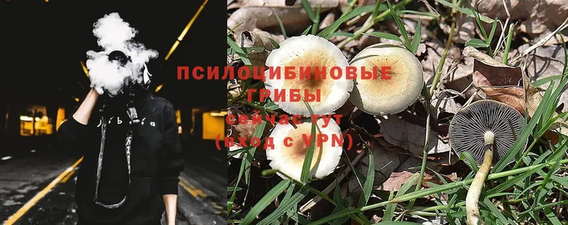 Псилоцибиновые грибы Psilocybe  наркошоп  Дно 